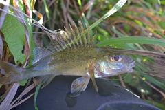 Gymnocephalus cernua