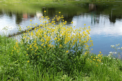 Sisymbrium strictissimum