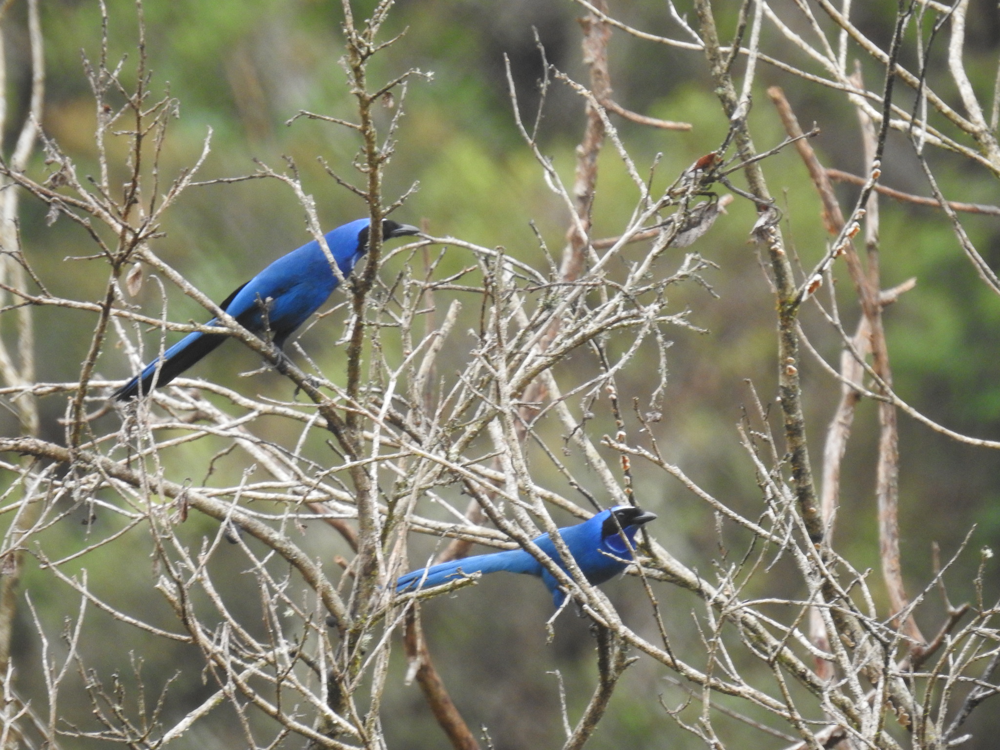 White-collared Jay (Cyanolyca viridicyanus), photo 10