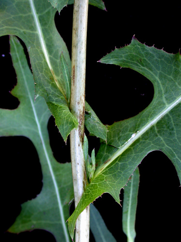 Lactuca serriola