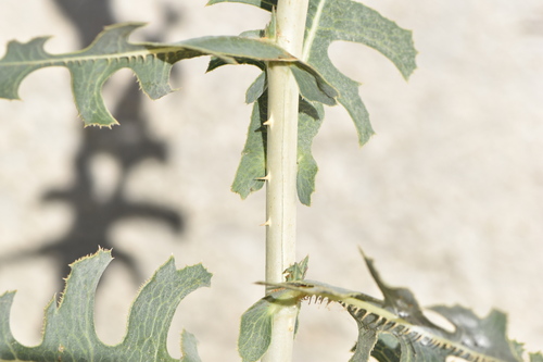 Lactuca serriola