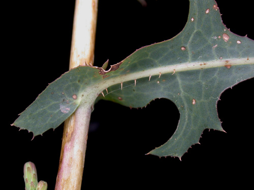 Lactuca serriola