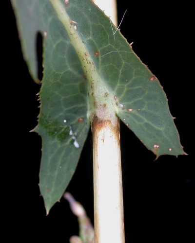 Lactuca serriola