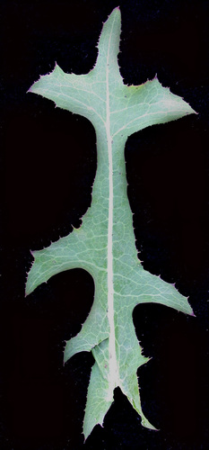 Lactuca serriola