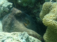 Octopus insularis