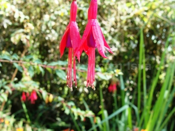 Fuchsia image