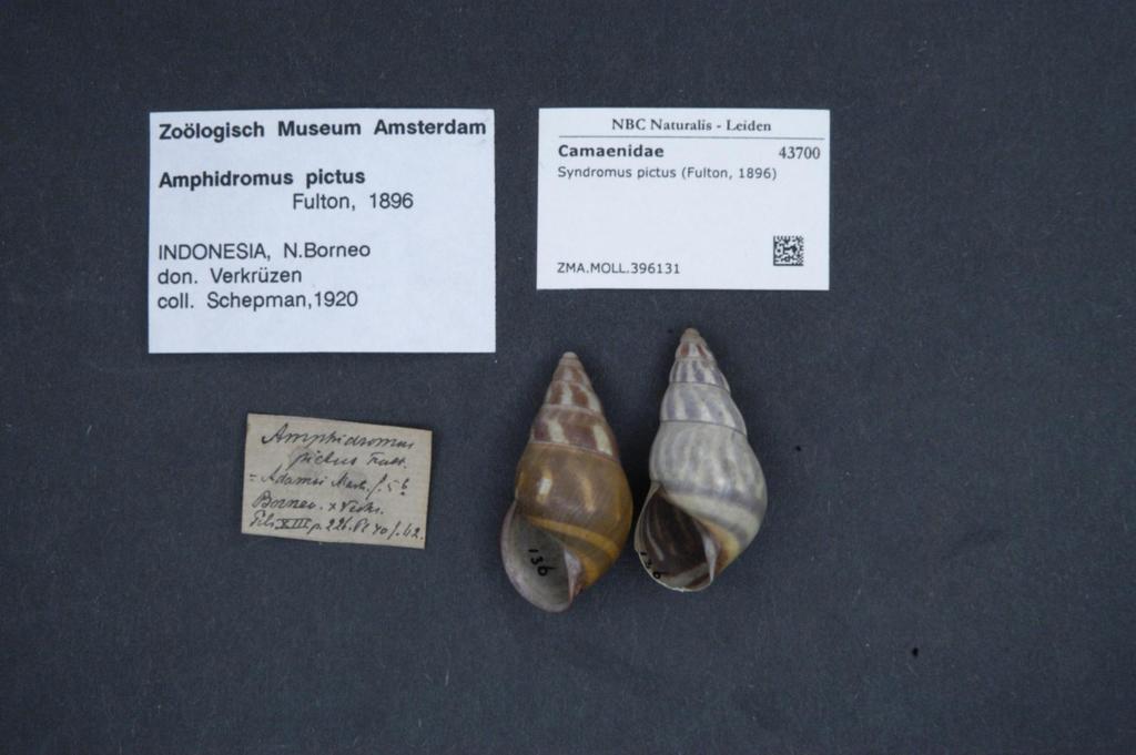 Amphidromus pictus