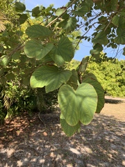 Bauhinia variegata
