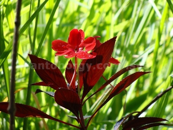 Impatiens hawkeri image