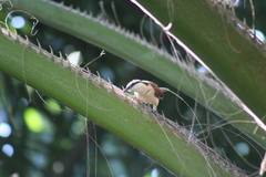 Campylorhynchus chiapensis