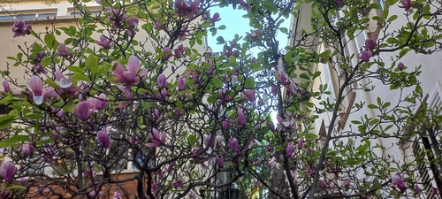 Magnolia × soulangeana iNat (1)