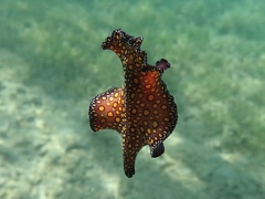 Pseudobiceros pardalis