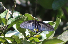 Troides minos