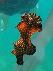 Pseudobiceros pardalis