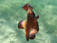 Pseudobiceros pardalis