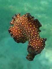 Pseudobiceros pardalis