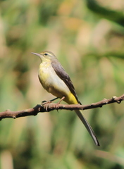 Motacilla cinerea