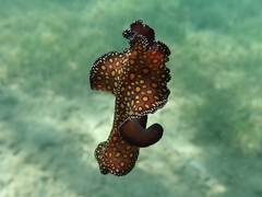 Pseudobiceros pardalis