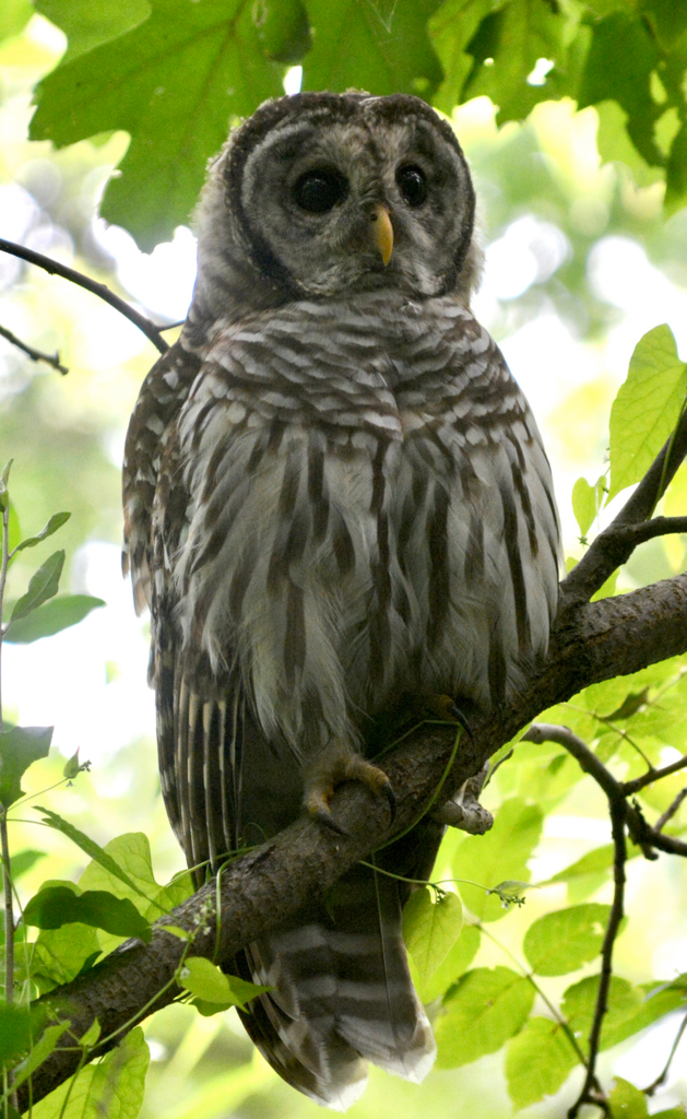 Barred Owl from 3998 Van Atta Road, Okemos, MI on August 15, 2022 by