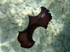 Pseudobiceros pardalis