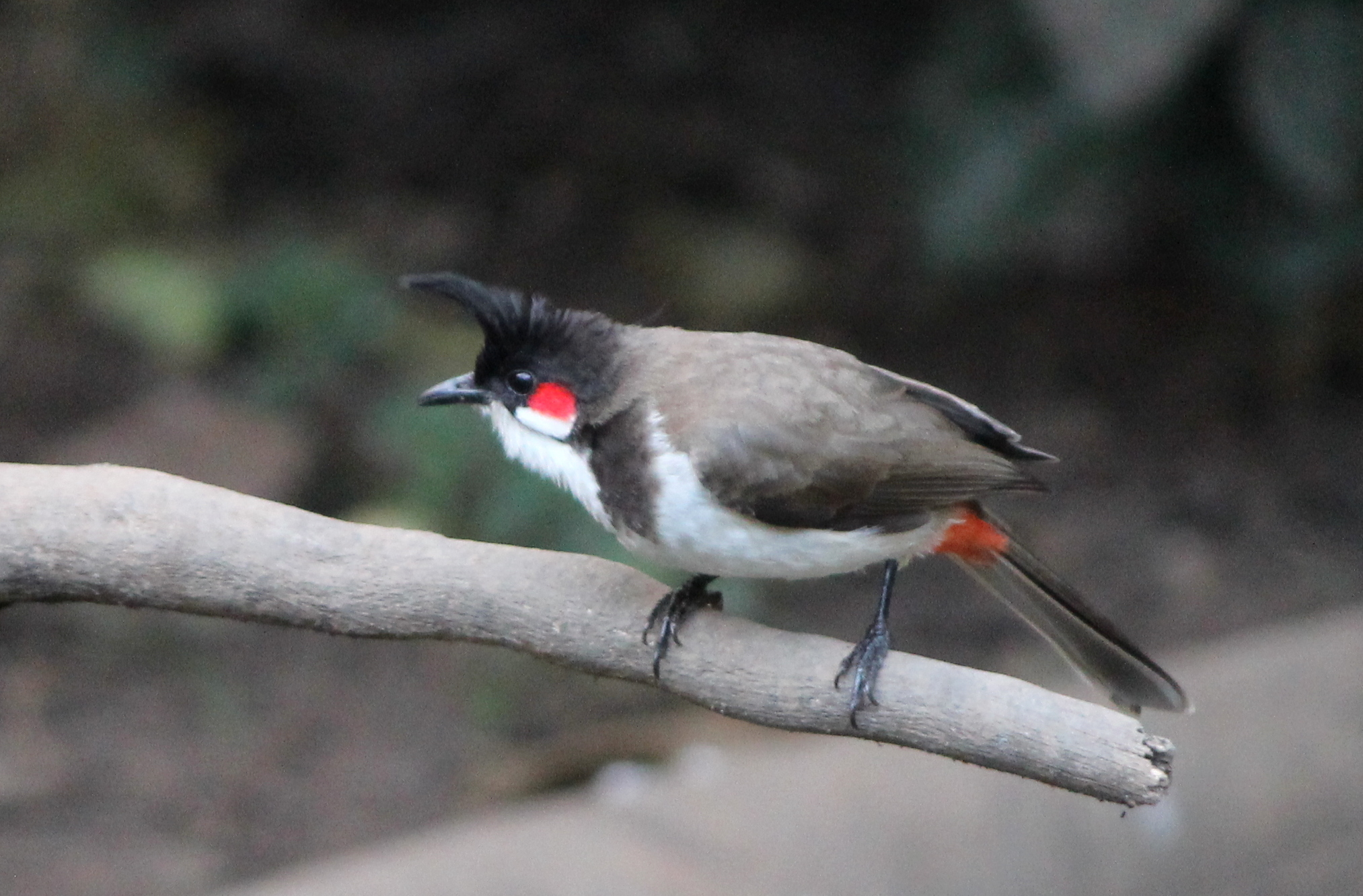 Red-whiskered Bulbul