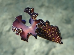 Pseudobiceros pardalis