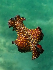 Pseudobiceros pardalis