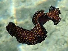 Pseudobiceros pardalis