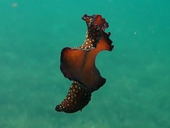 Pseudobiceros pardalis