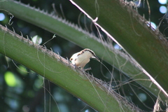 Campylorhynchus chiapensis