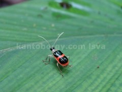 Paratriarius adonis