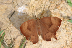 Abisara bifasciata