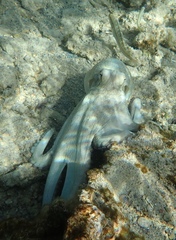 Octopus insularis