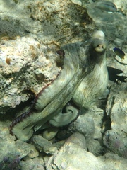 Octopus insularis