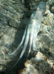 Octopus insularis