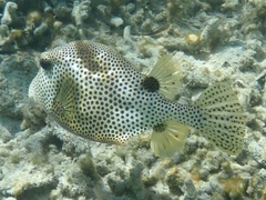 Lactophrys bicaudalis