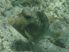 Lactophrys bicaudalis