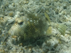 Lactophrys bicaudalis