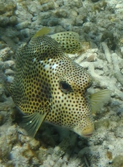 Lactophrys bicaudalis