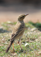 Anthus rufulus