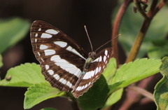 Neptis hylas varmona