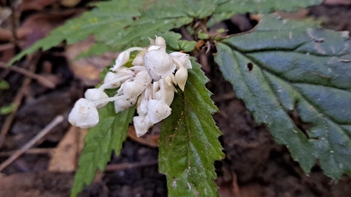Begonia arfakensis