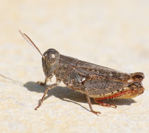 Calliptamus siciliae Ramme, 1927