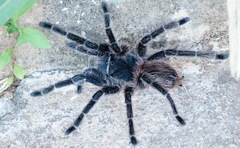 Lasiodora