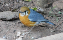 Geokichla citrina cyanota