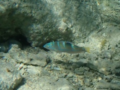 Halichoeres radiatus