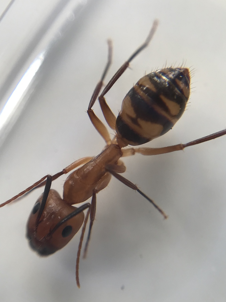 Carpenter And Sugar Ants
