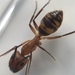 Camponotus zonatus - Photo (c) aphaywood, algunos derechos reservados (CC BY-NC), subido por aphaywood