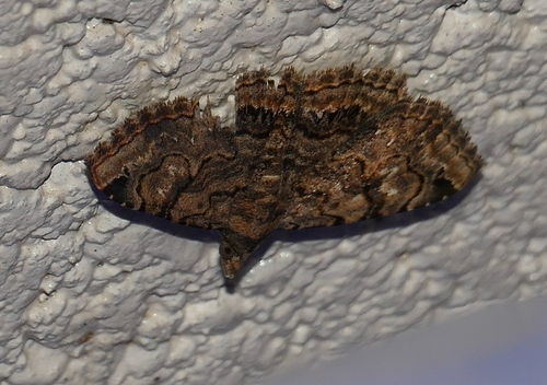Toxonprucha repentis photo 4