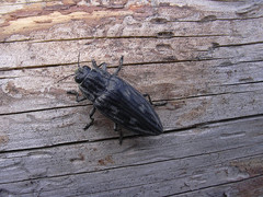 Chalcophora mariana